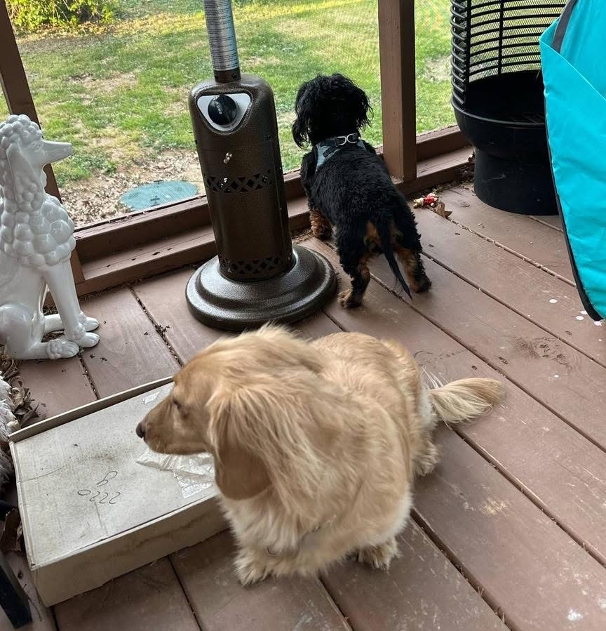 Charlie & Beau (BONDED)
