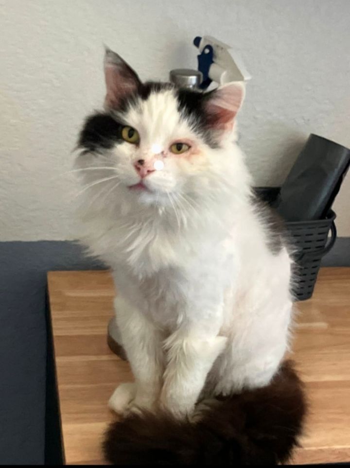 Whitey 2