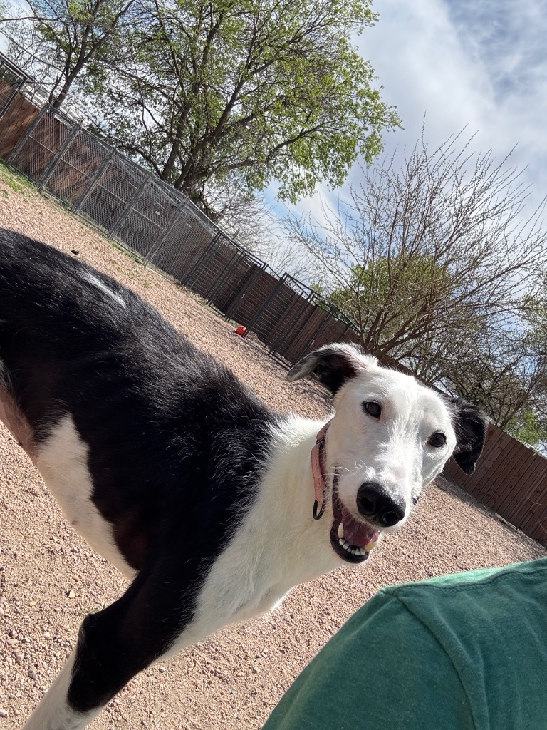 Sally, an adoptable Greyhound, Irish Wolfhound in Hastings, NE, 68901 | Photo Image 1