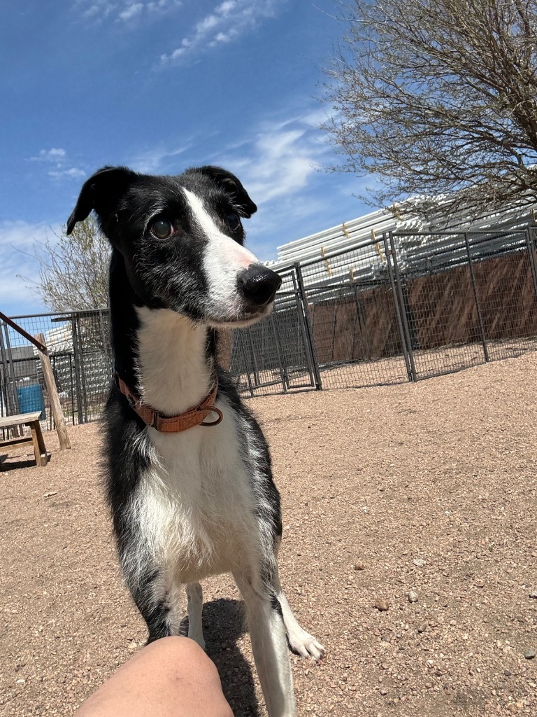 Jack, an adoptable Greyhound, Irish Wolfhound in Hastings, NE, 68901 | Photo Image 1