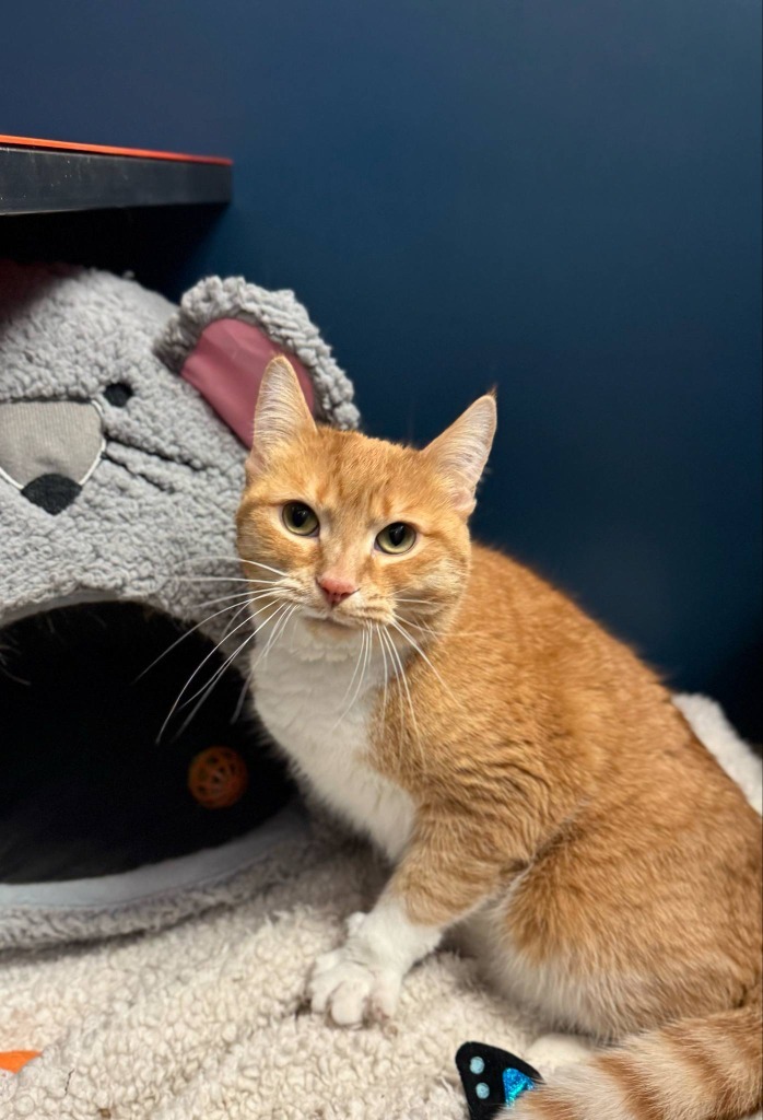 Trailmix, an adoptable Domestic Short Hair in Grand Forks, ND, 58203 | Photo Image 1
