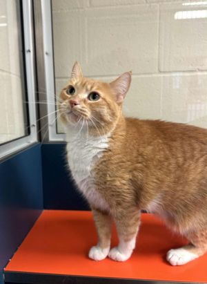 Trailmix, Adult Female Domestic Short Hair
