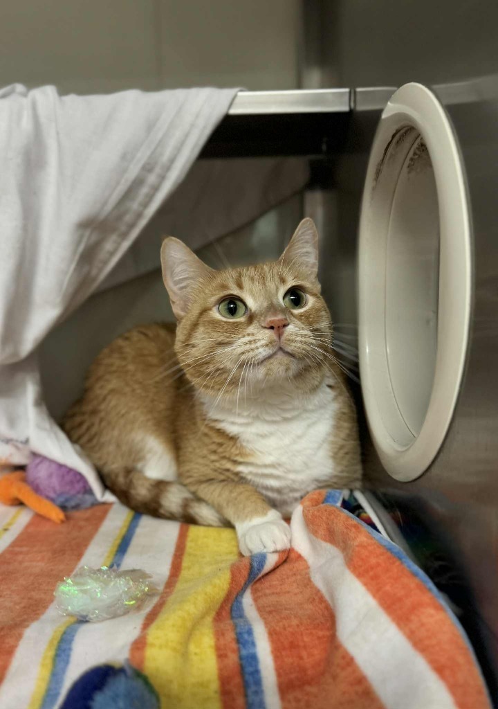 Trailmix, an adoptable Domestic Short Hair in Grand Forks, ND, 58203 | Photo Image 1
