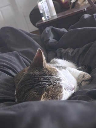 Biscuit