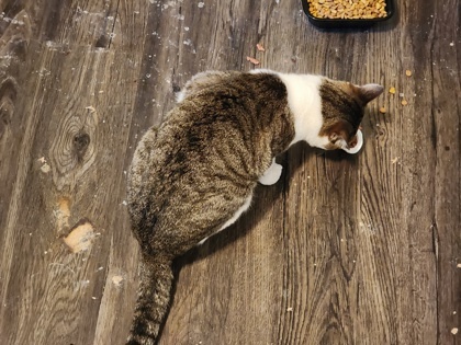 Biscuit