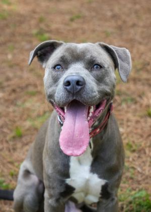 Marcus us a 2-year-old Pitbull mix with soulful eyes and a gentle heart He would do great in a fami
