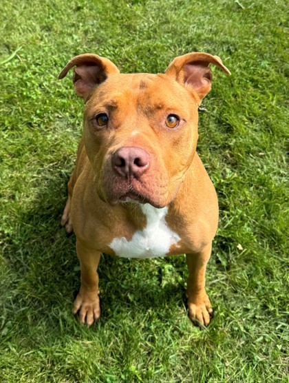 Bruce, an adoptable Pit Bull Terrier, Mixed Breed in Willmar, MN, 56201 | Photo Image 1