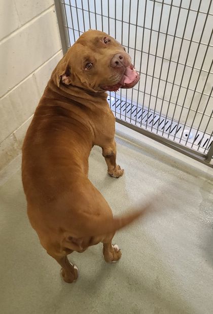 Bruce, an adoptable Pit Bull Terrier, Mixed Breed in Willmar, MN, 56201 | Photo Image 2