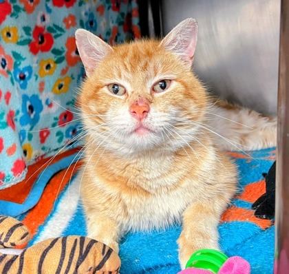 Garfield