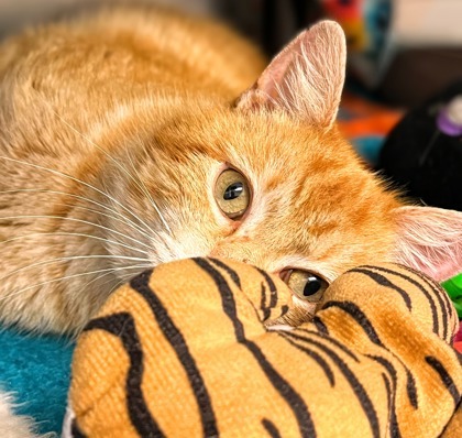 Garfield