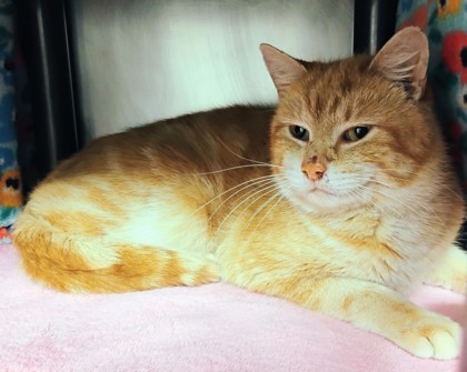 Garfield