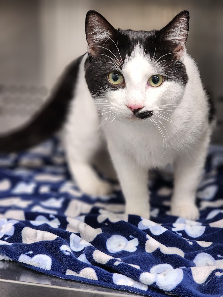 Domino