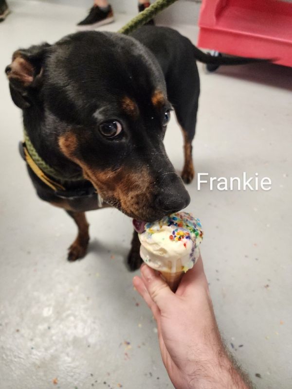 Frankie thumbnail 6