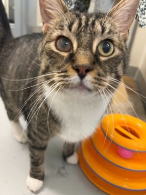 Milo, Adult Male unknown