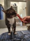Milo photo 3