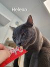 Helena photo 4
