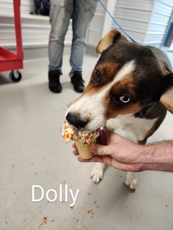 Dolly thumbnail 2