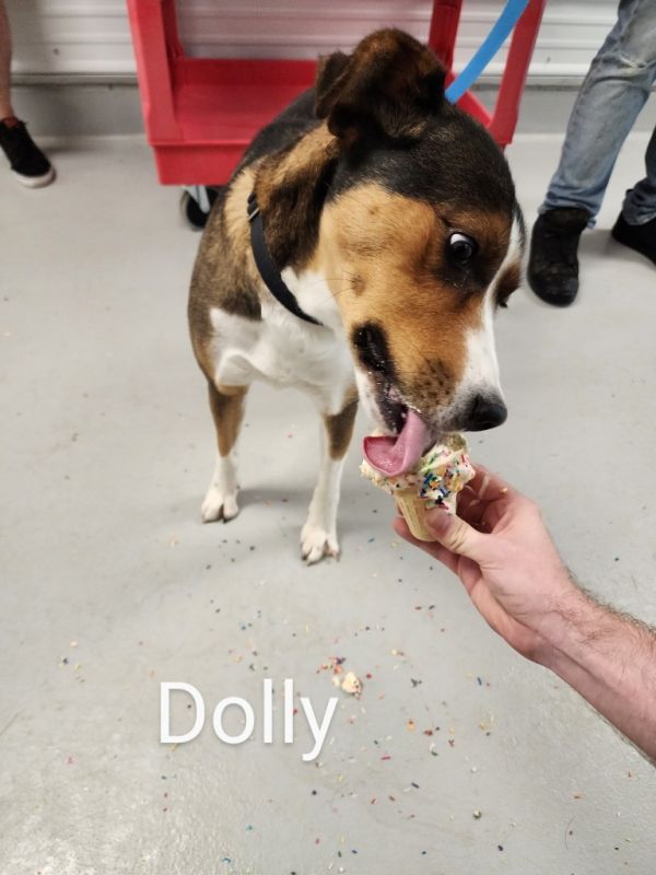 Dolly thumbnail 3