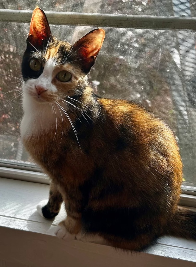 Callie