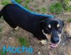 Mocha Bean