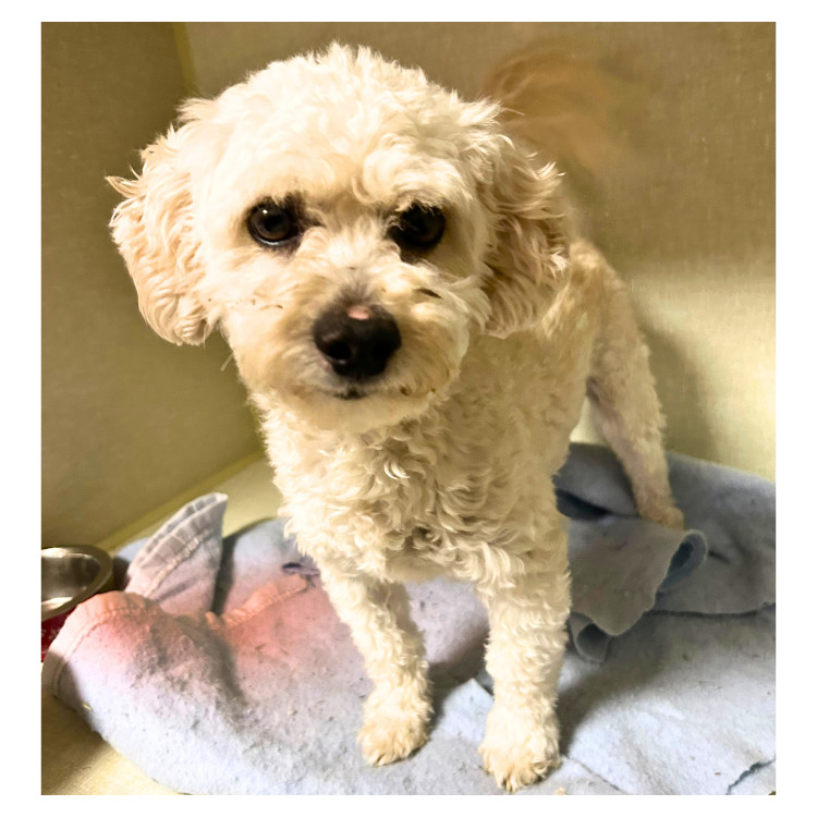 Prince Poodle, an adoptable Maltipoo in Broken Arrow, OK, 74011 | Photo Image 1