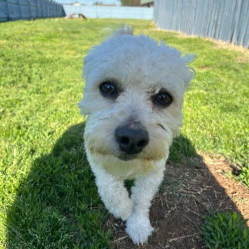 Prince Poodle, an adoptable Maltipoo in Broken Arrow, OK, 74011 | Photo Image 2