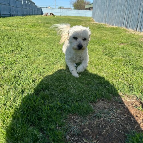 Prince Poodle, an adoptable Maltipoo in Broken Arrow, OK, 74011 | Photo Image 3