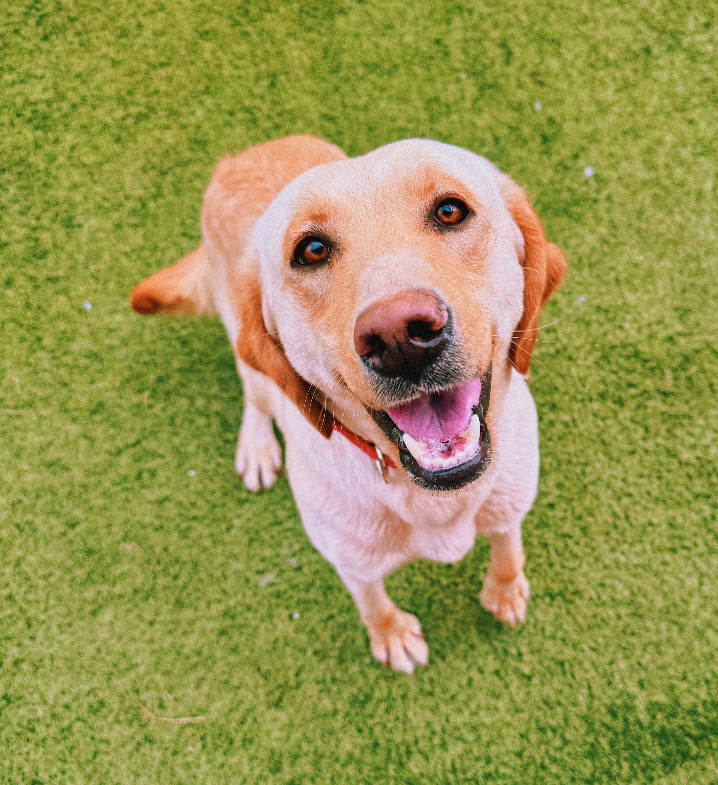 Willow, an adoptable Yellow Labrador Retriever in Hays, KS, 67601 | Photo Image 1
