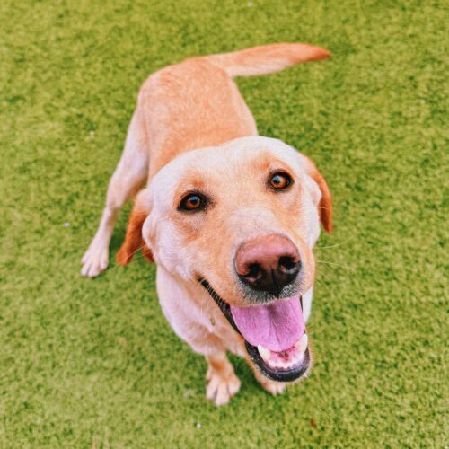 Willow, an adoptable Yellow Labrador Retriever in Hays, KS, 67601 | Photo Image 2