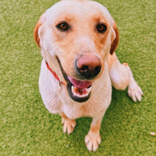 Willow, an adoptable Yellow Labrador Retriever in Hays, KS, 67601 | Photo Image 3