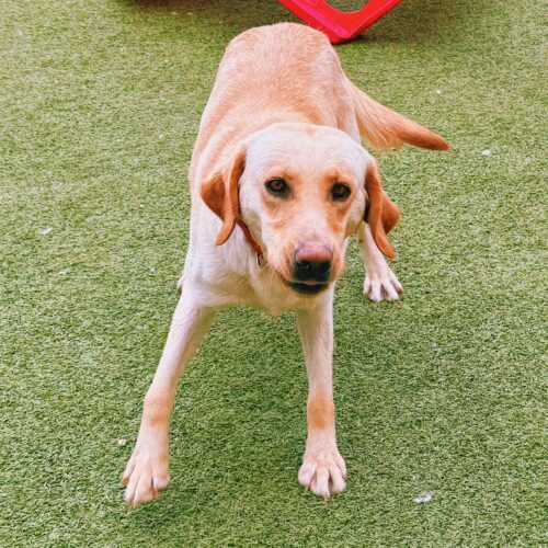 Willow, an adoptable Yellow Labrador Retriever in Hays, KS, 67601 | Photo Image 4