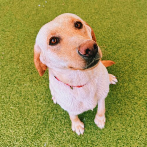 Willow, an adoptable Yellow Labrador Retriever in Hays, KS, 67601 | Photo Image 5