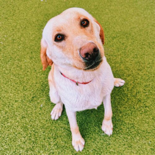 Willow, an adoptable Yellow Labrador Retriever in Hays, KS, 67601 | Photo Image 6
