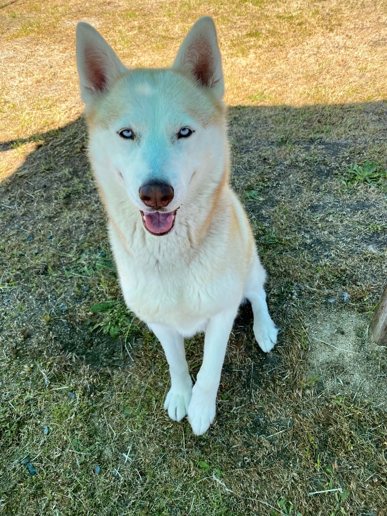 Quila