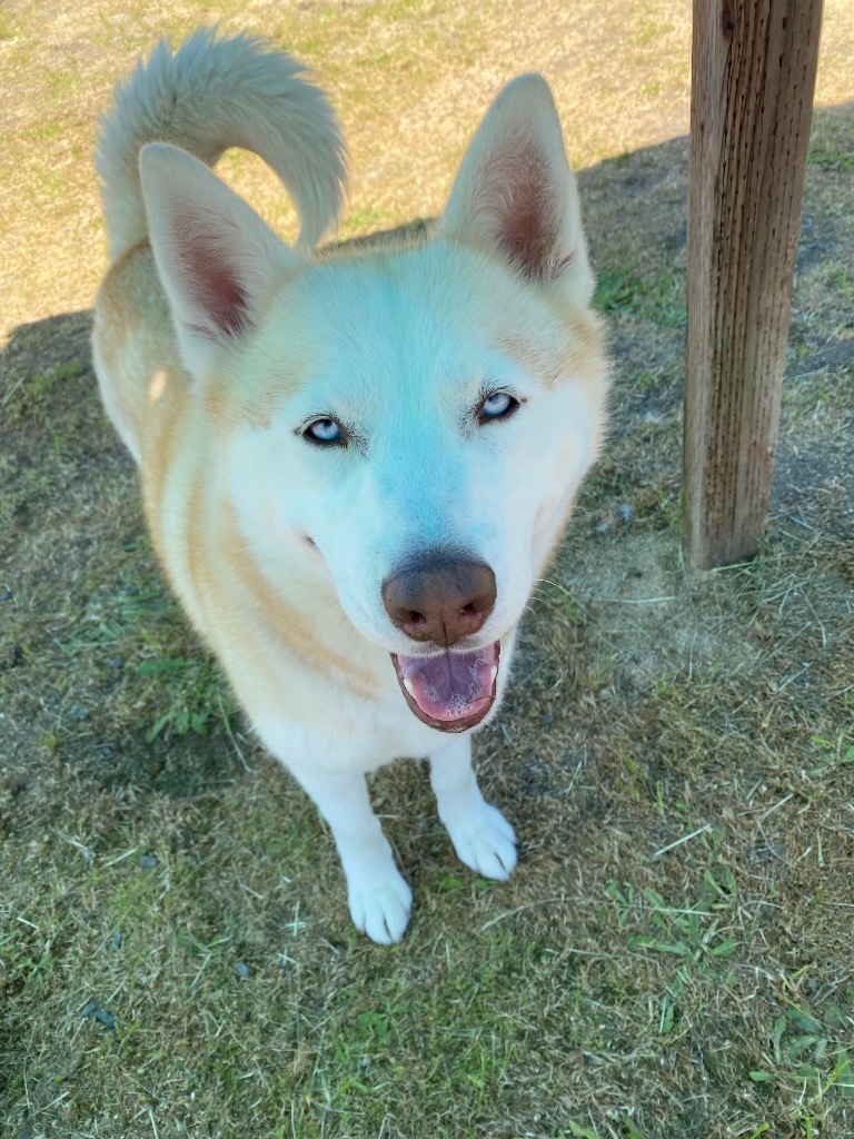 Quila