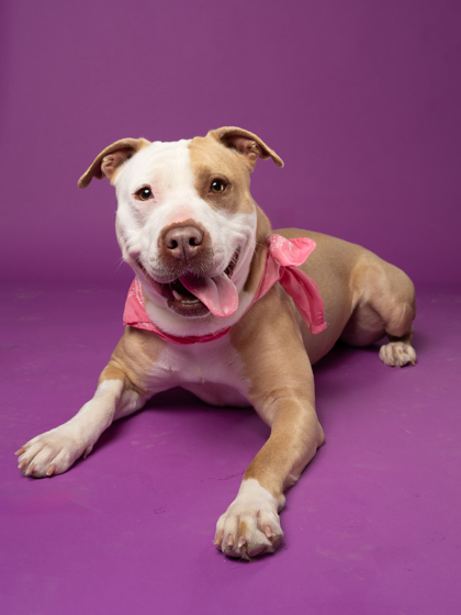 Stella -ADOPTED