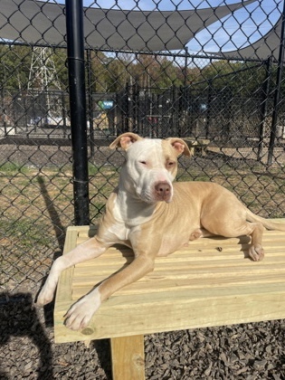 Stella -ADOPTED