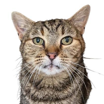 Maggie Mae, an adoptable Domestic Short Hair in Reno, NV, 89512 | Photo Image 1