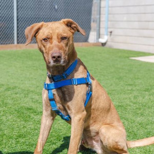 Finnegan (50% Off Adoption Fee)