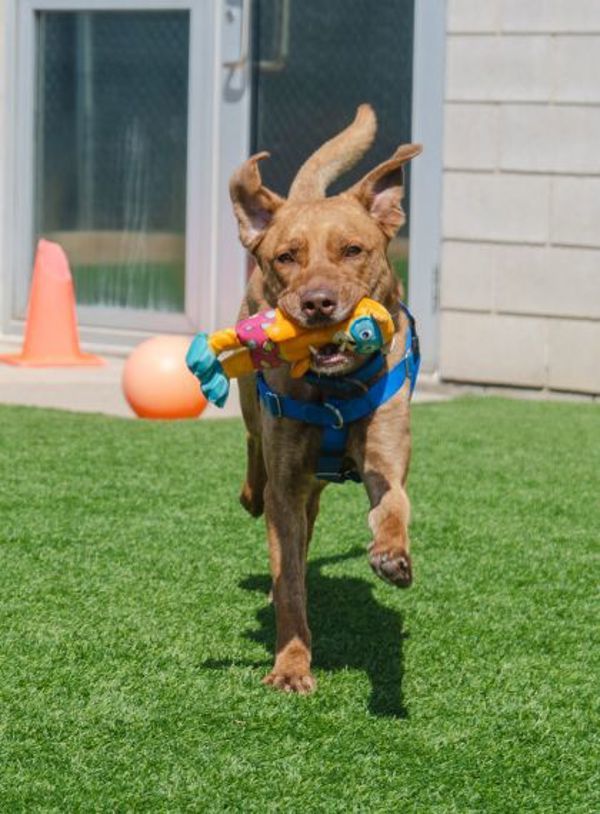 Finnegan (50% Off Adoption Fee)