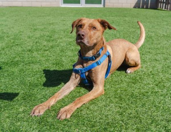 Finnegan (50% Off Adoption Fee)