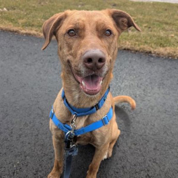 Finnegan (50% Off Adoption Fee)