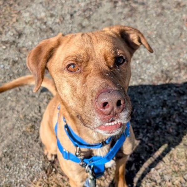 Finnegan (50% Off Adoption Fee)