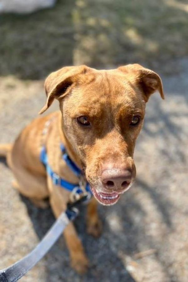 Finnegan (50% Off Adoption Fee)