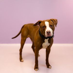 Primary Color Brown Secondary Color White Weight 645lbs Age 4yrs 1mths 2wks Animal has been Neu