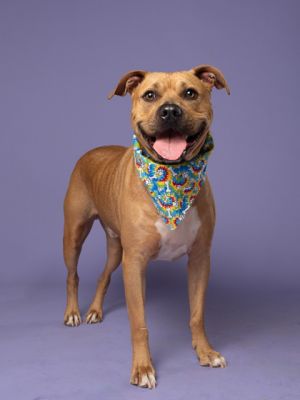 Meet Red This 2-year-old sweetheart is as gentle as they come Red has lived with other dogs and ha