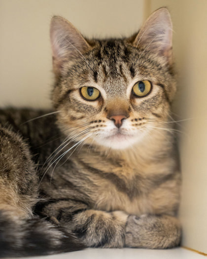 Newton, an adoptable Domestic Short Hair in Pequot Lakes, MN, 56472 | Photo Image 1