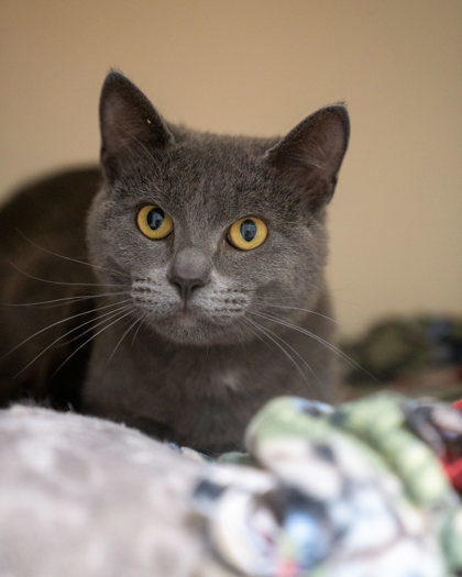 Nikolai, an adoptable Domestic Short Hair in Pequot Lakes, MN, 56472 | Photo Image 1