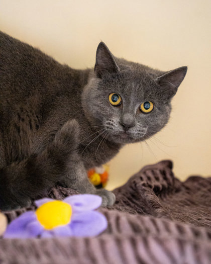Nikolai, an adoptable Domestic Short Hair in Pequot Lakes, MN, 56472 | Photo Image 2