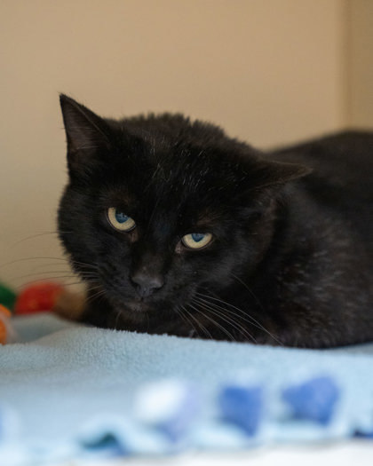 Nigeria, an adoptable Domestic Short Hair in Pequot Lakes, MN, 56472 | Photo Image 1
